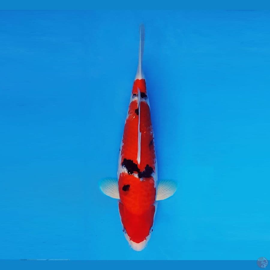 FUJI 6 - Sanke 35 cm/male ®