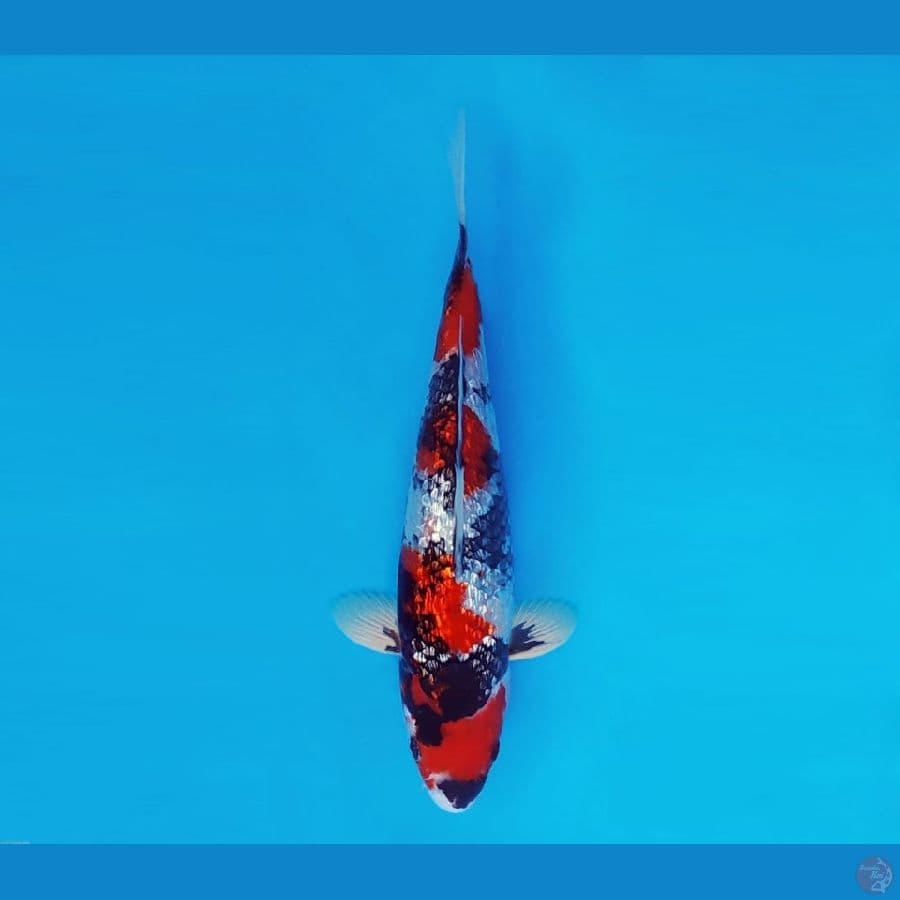 FUJI 7 - Showa Gin Rin 25 cm/male ®