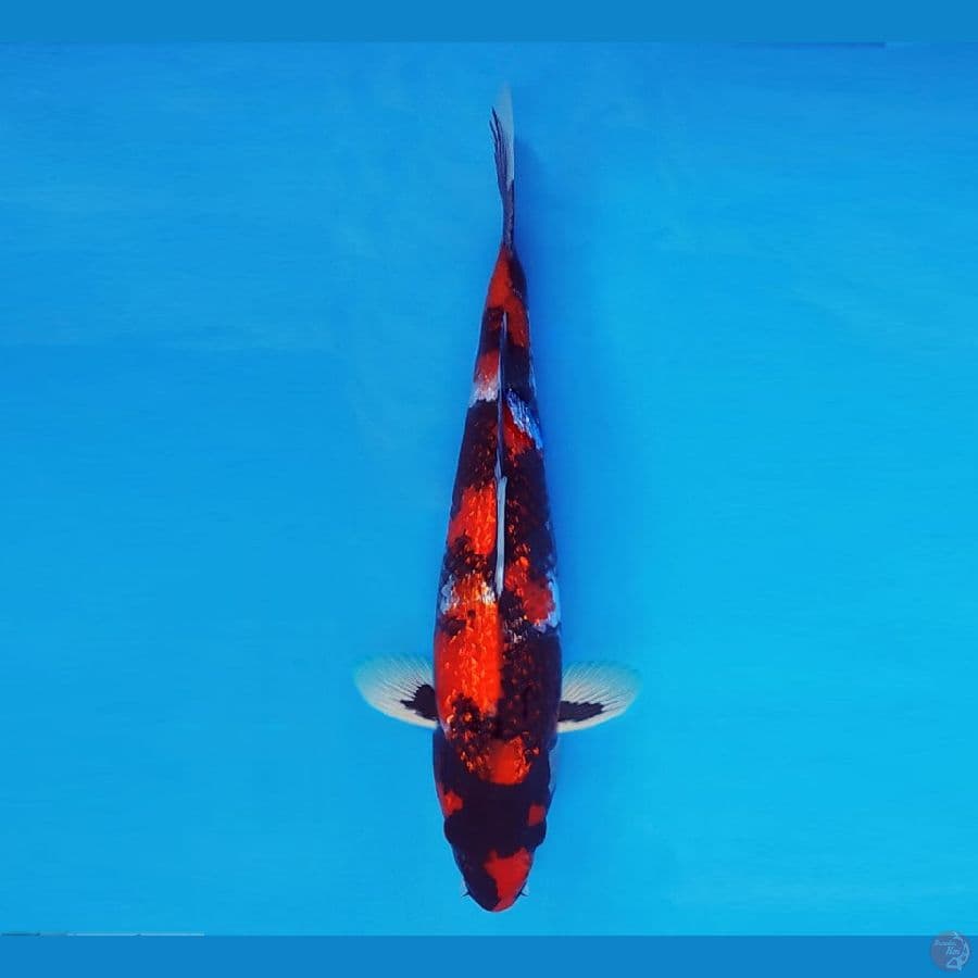 FUJI 10 - Showa Gin Rin 30 cm/male ®