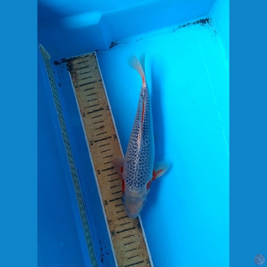 Asagi 25cm