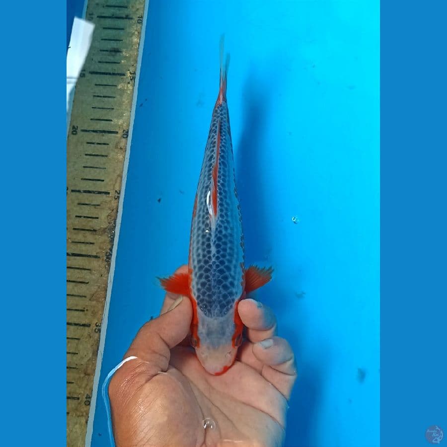 Asagi 23cm