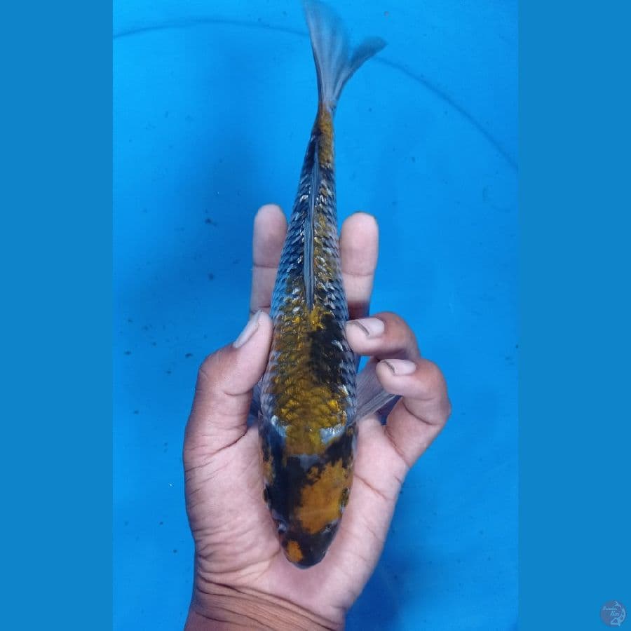 Showa 24cm