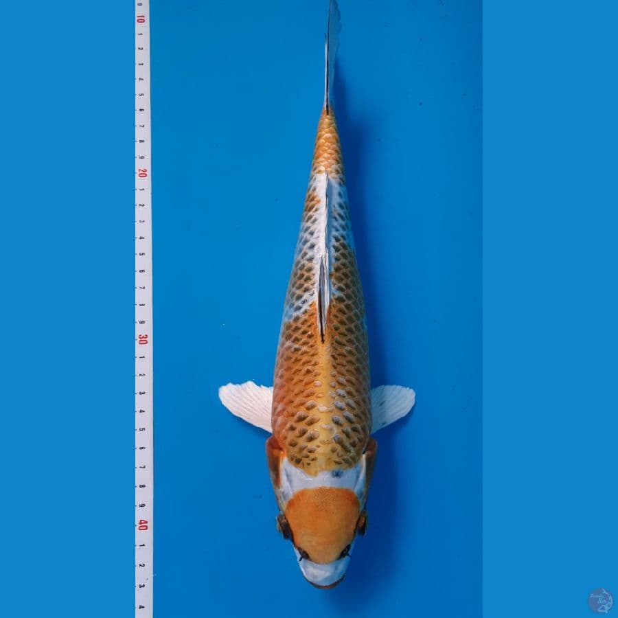 MARUTEN KUJAKU KIRIN