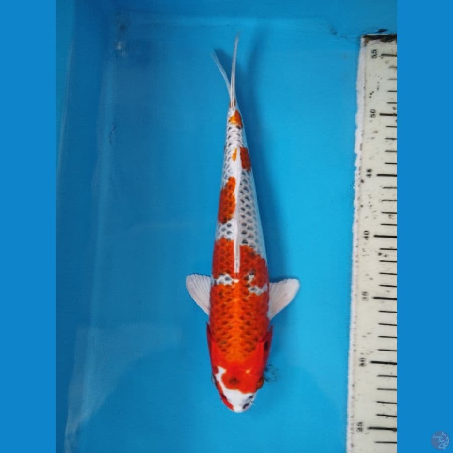 kujaku 28cm