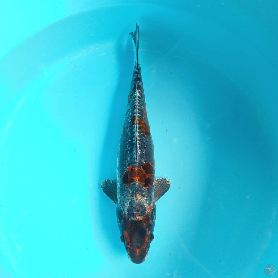 BENI KIKO FEMALE 40CM