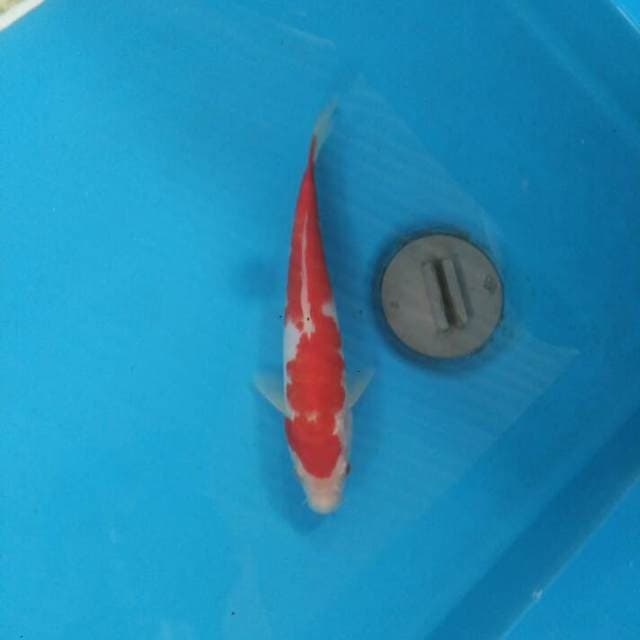 Kohaku21