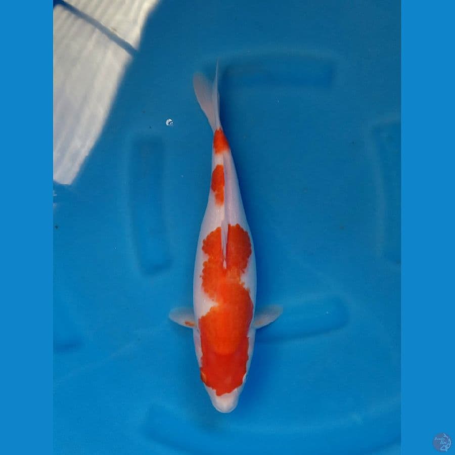 KOHAKU BULKY 37CM/F