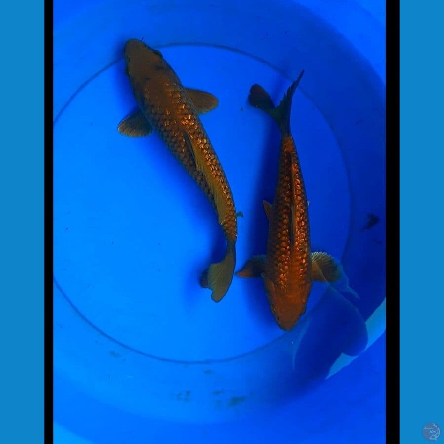 Paket 2 ekor tembaga ginrin 27-30 cm