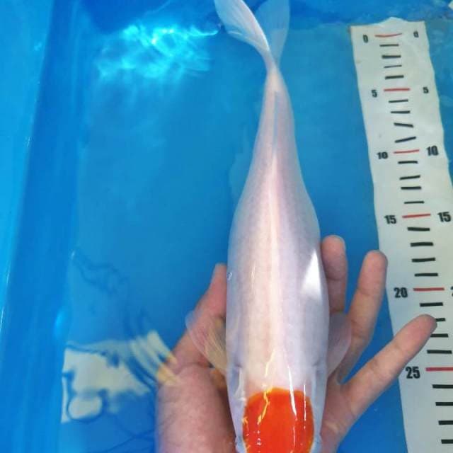 TANCHO KOHAKU