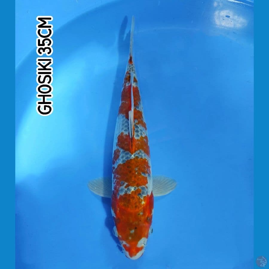 GHOSIKI 35CM