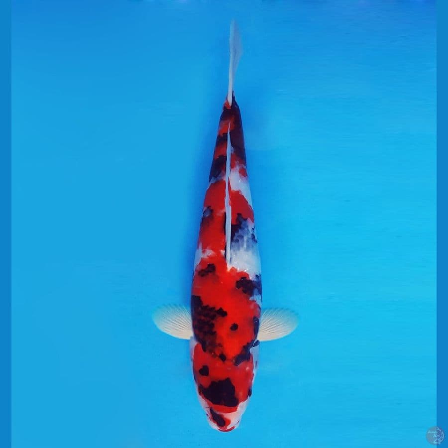 IWOJIMA 1 ~ Showa Evolution 35 cm/male™, -