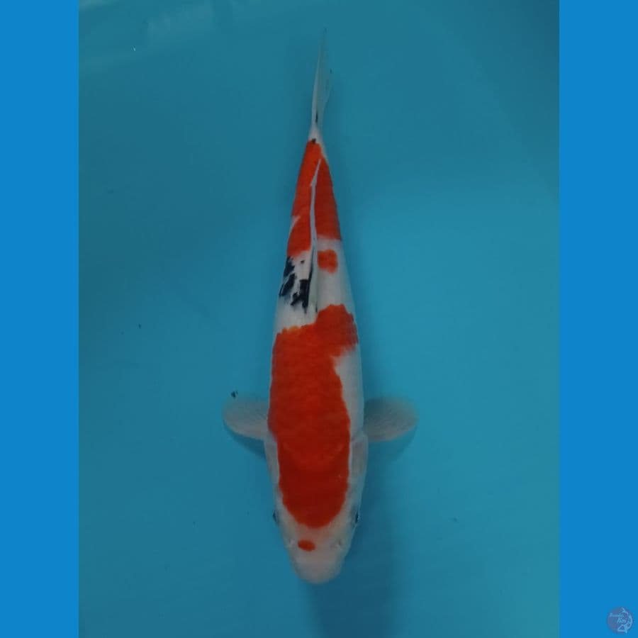 SANKE 35 CM