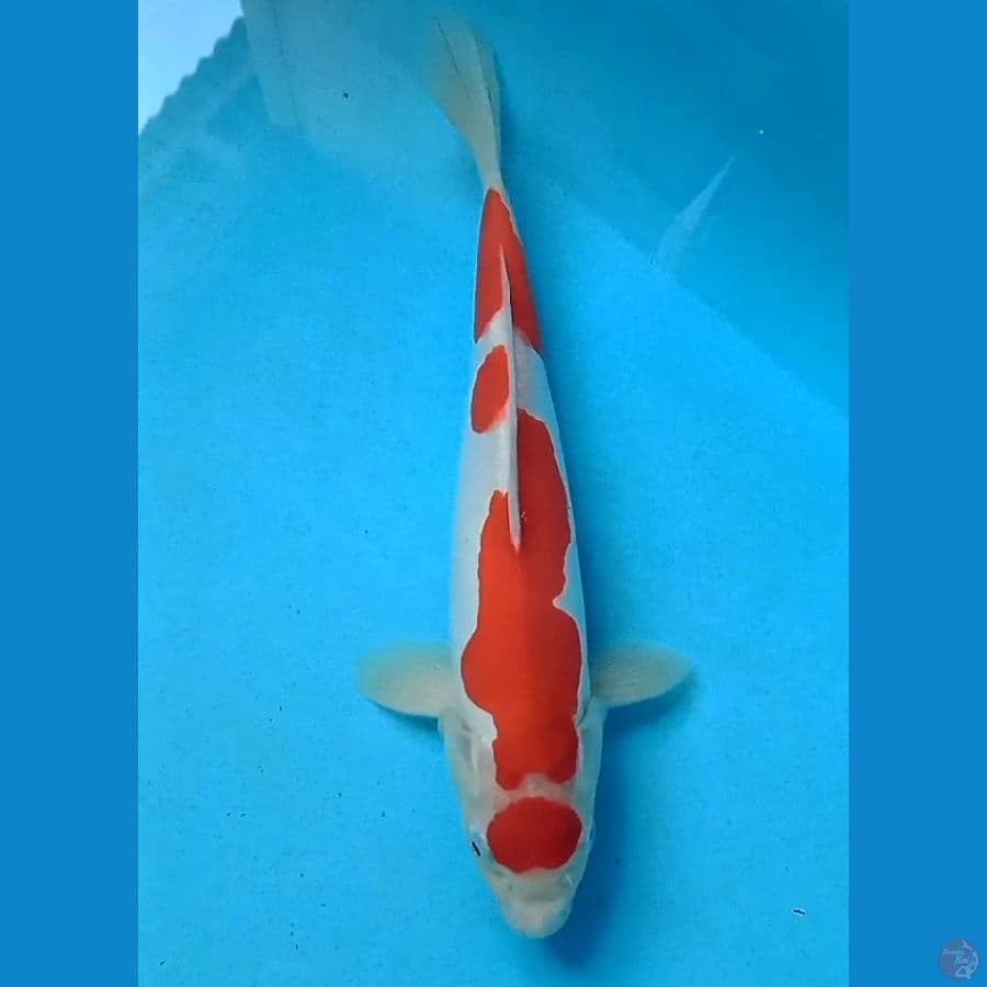 kohaku doitsu
