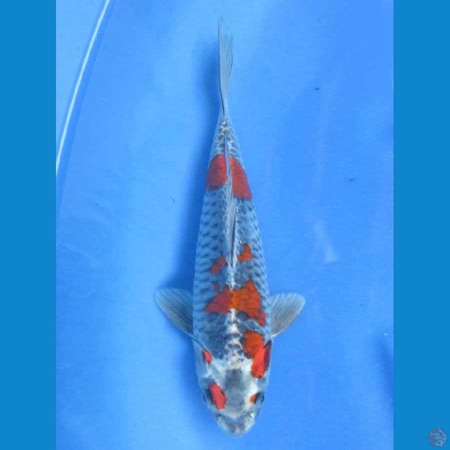 27cm - male Beniginga