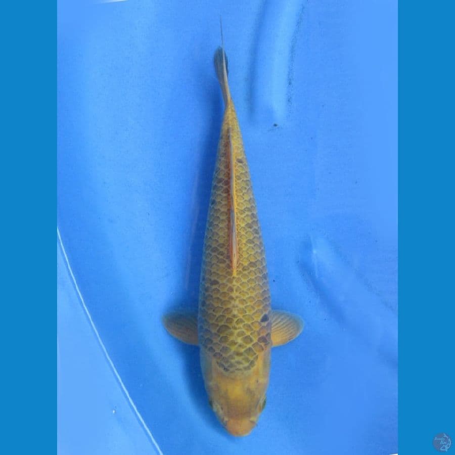 35cm - Tategoi Karamel