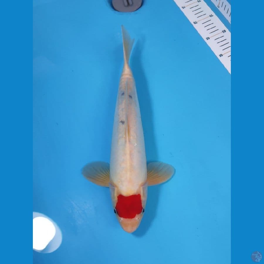 TANCHO ORI PEJANTAN TANGGUH 38CM - MALE