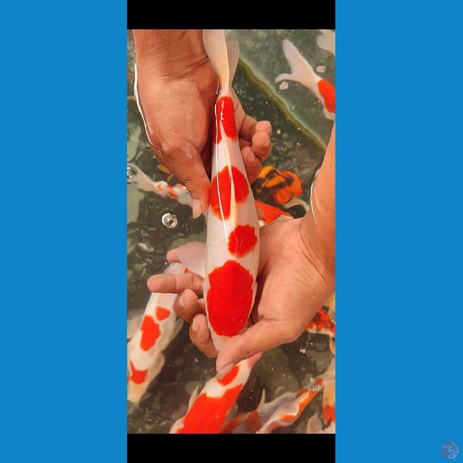 kohaku sisik, original -+25 cm jantan