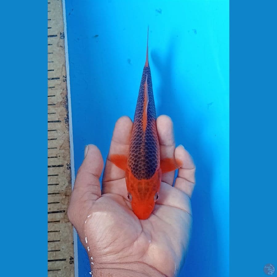 Ak madsuba 20cm