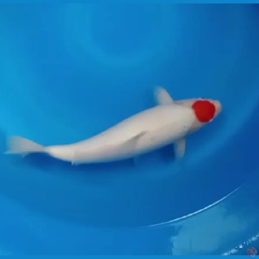 41cm Tancho kohaku orie boddy jumbo