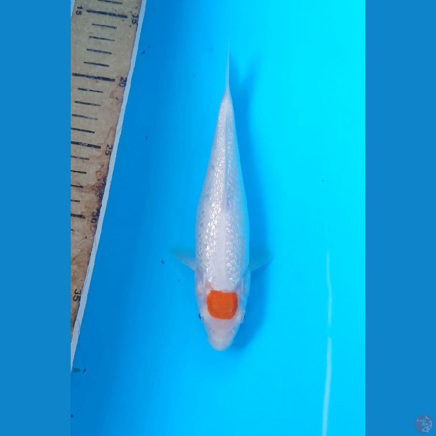 TC ginrin 20cm