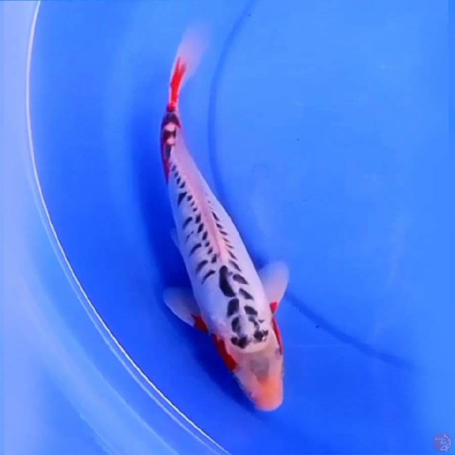 30cm HANA SHUSUI SIMETRIS