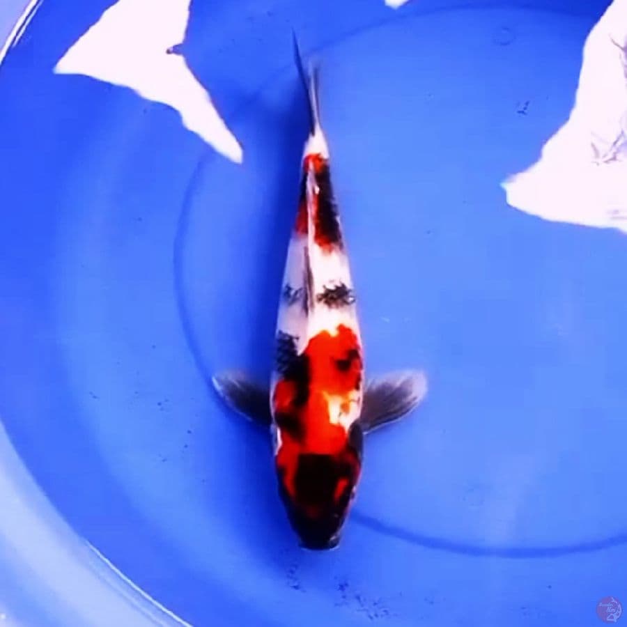 35cm KINDAI SHOWA HIKARI