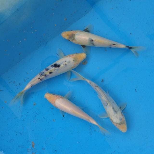 Mix Shiromuji, Shiro, Bekko F1