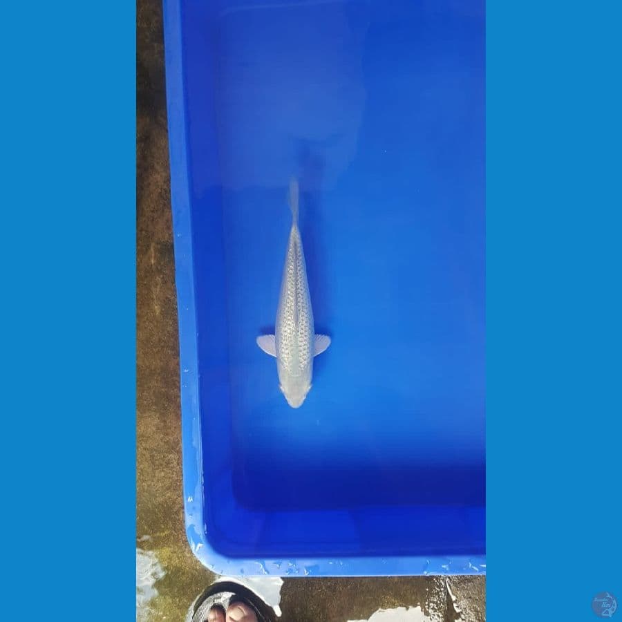 Suragoi fuull ginrin 25cm serti juara 3 kediri koi show