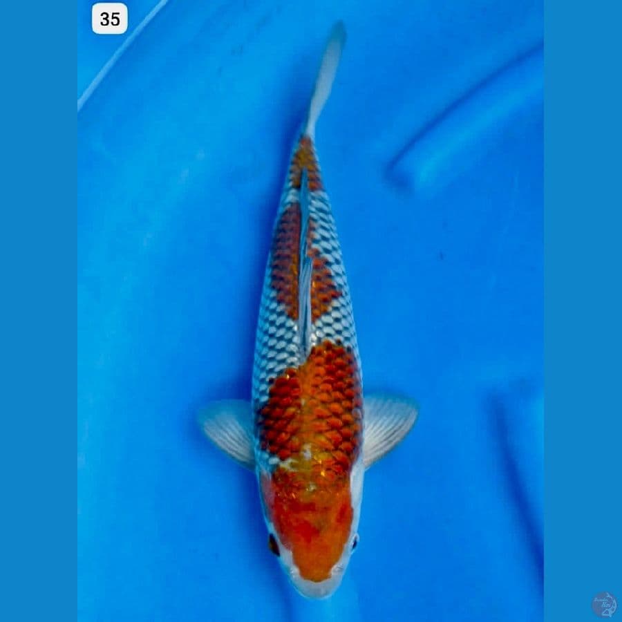 Ociba Juara 35cm