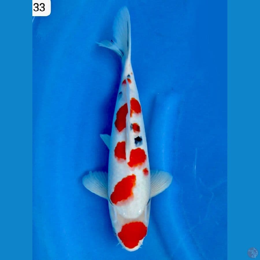 Sanke maruten 33cm