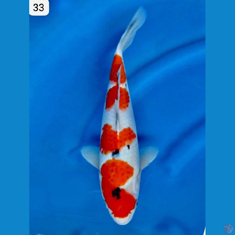 Sanke 33 cm original