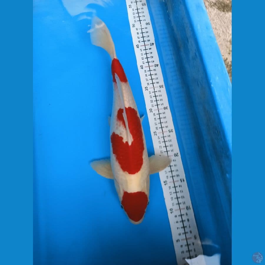 kohaku merah strong