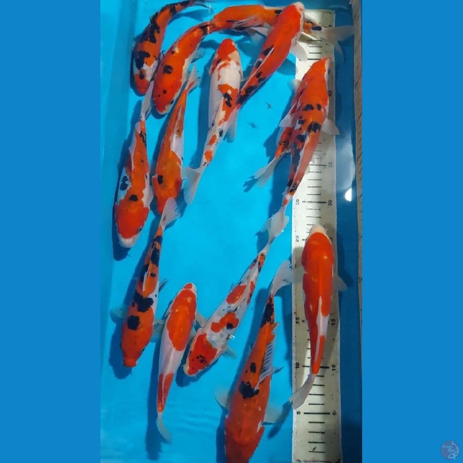 SANKE DOITSU 19-23 CM