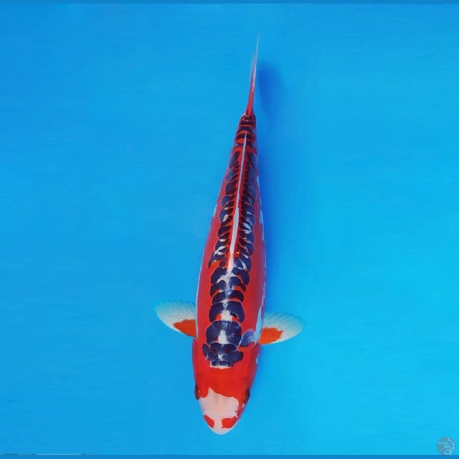 IWOJIMA 3 ~ Hi Shusui 32 cm/fm™,-