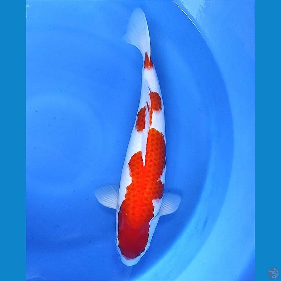Kohaku 45cm