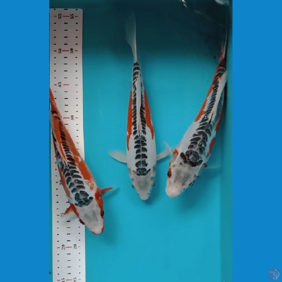 SHUSUI 25-27CM ALL MALE 3 EKOR