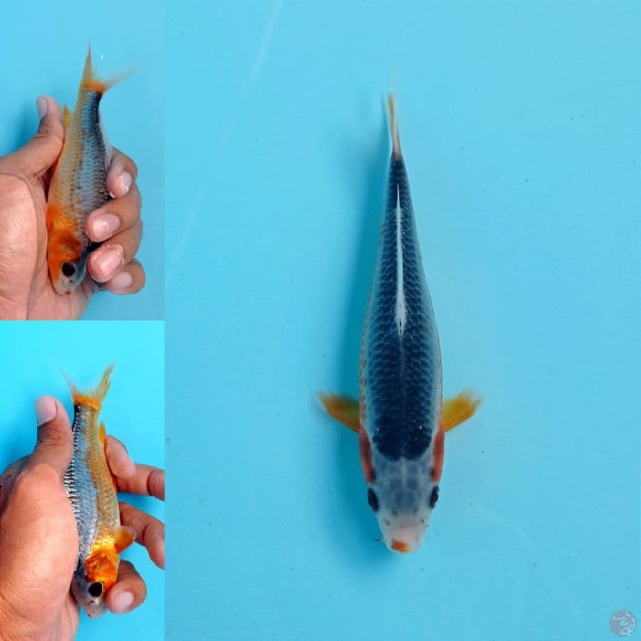 asagi, 15 cm