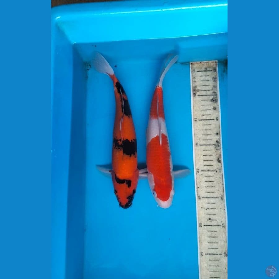 2ekor 31,32cm