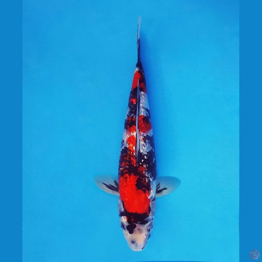 IWOJIMA 4 ~ Showa Gin Rin 27 cm/male™,-