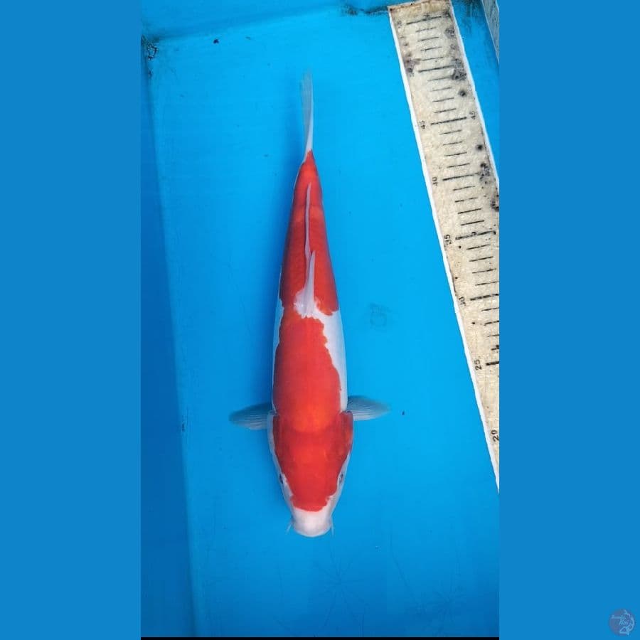 Doitsu 35cm F
