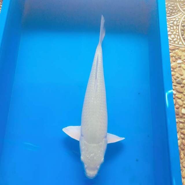Soragoi super 42cm bulky bagus