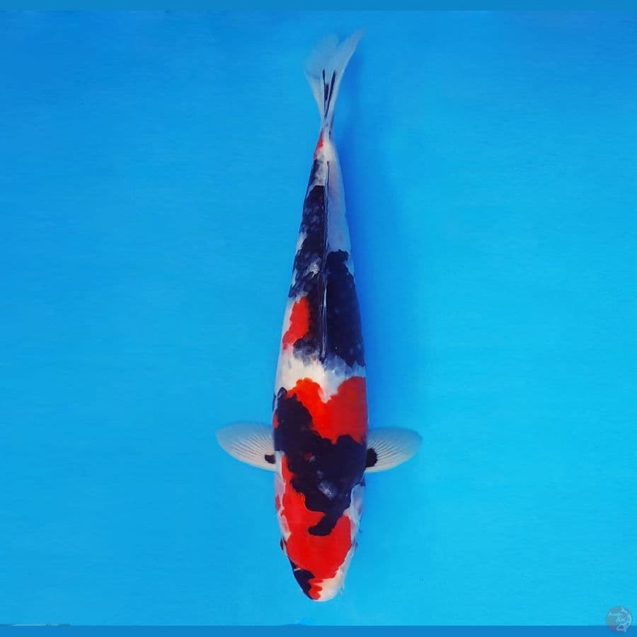 IWOJIMA 8 ~ Showa Sansoku 36 cm/male™,-