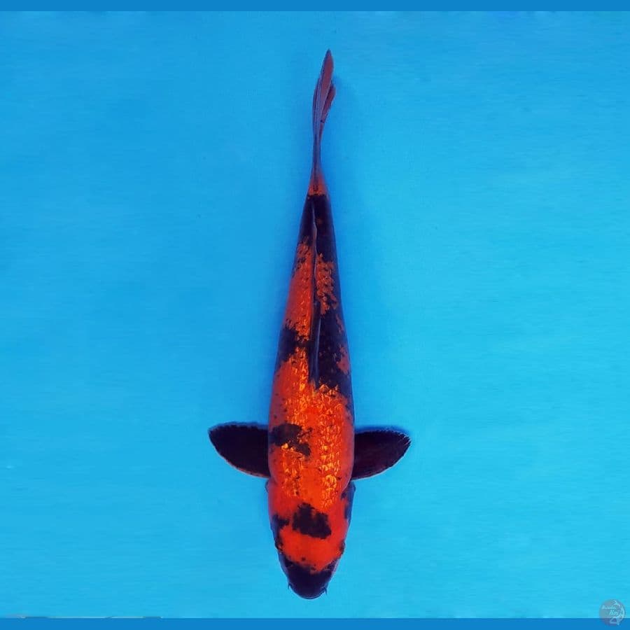 IWOJIMA 12 ~ Hi Utsuri Gin Rin 29 cm/male™,-