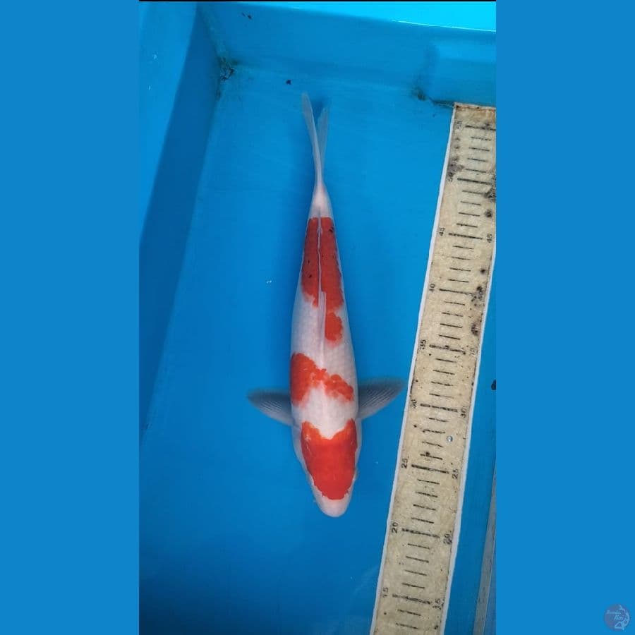 kohaku 35cm M