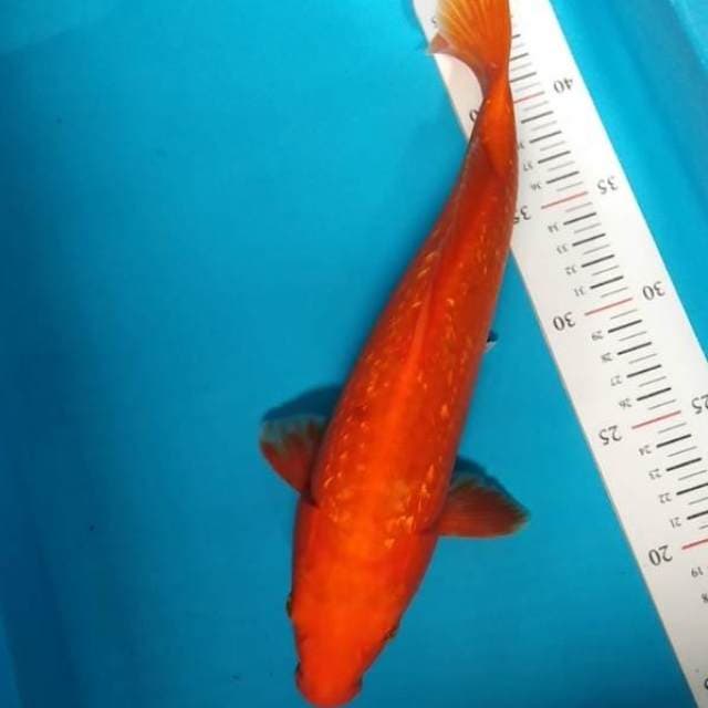 Benigoi ginrin bagus