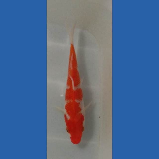 Kohaku 3step Ori