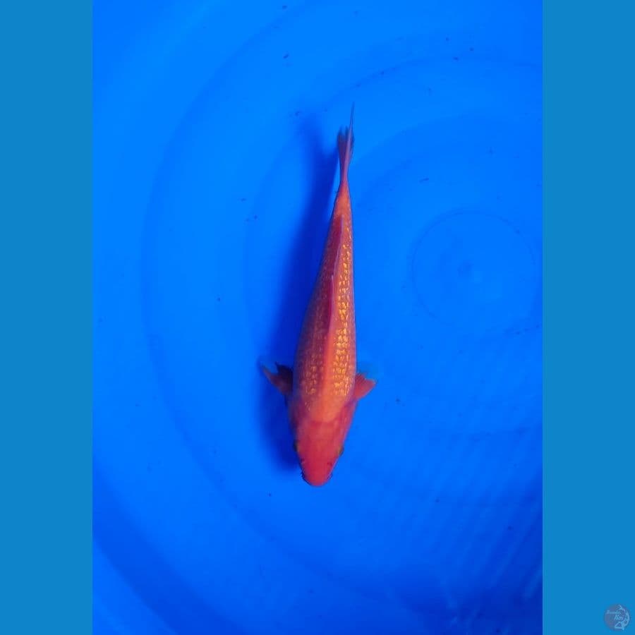 30 cm akahajiro hinrin super red ( jantan)