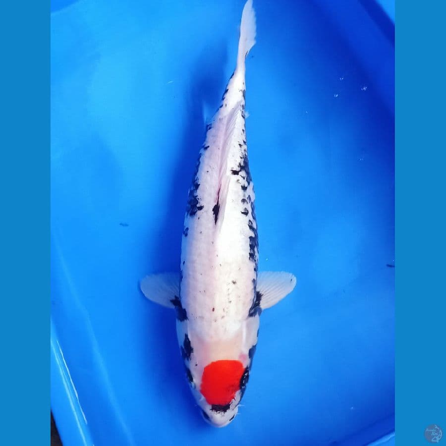Tancho benimatsukawabake 40cm