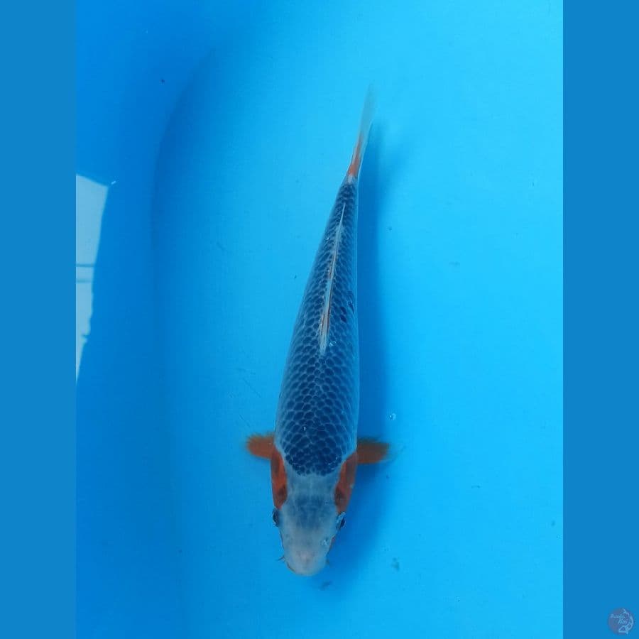 Asagi 26cm