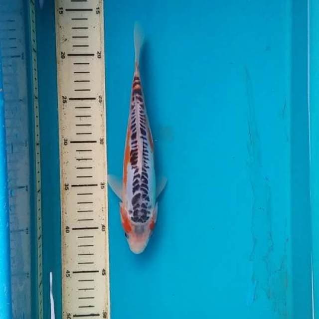 shusui 25cm